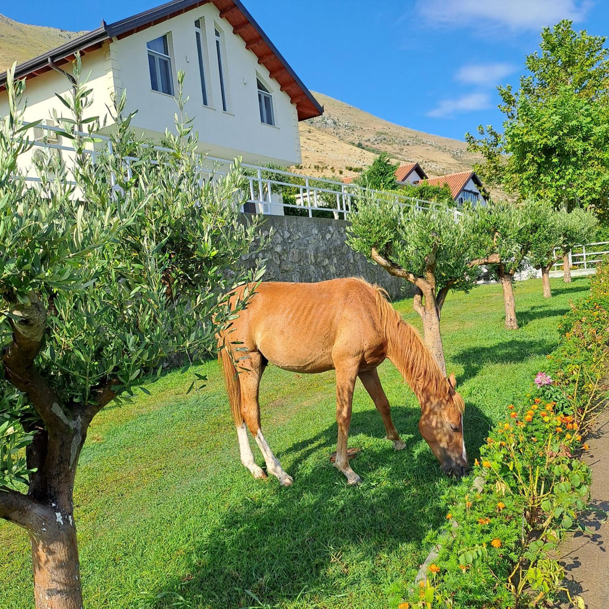Xhuli Guesthouse Shkodër エクステリア 写真
